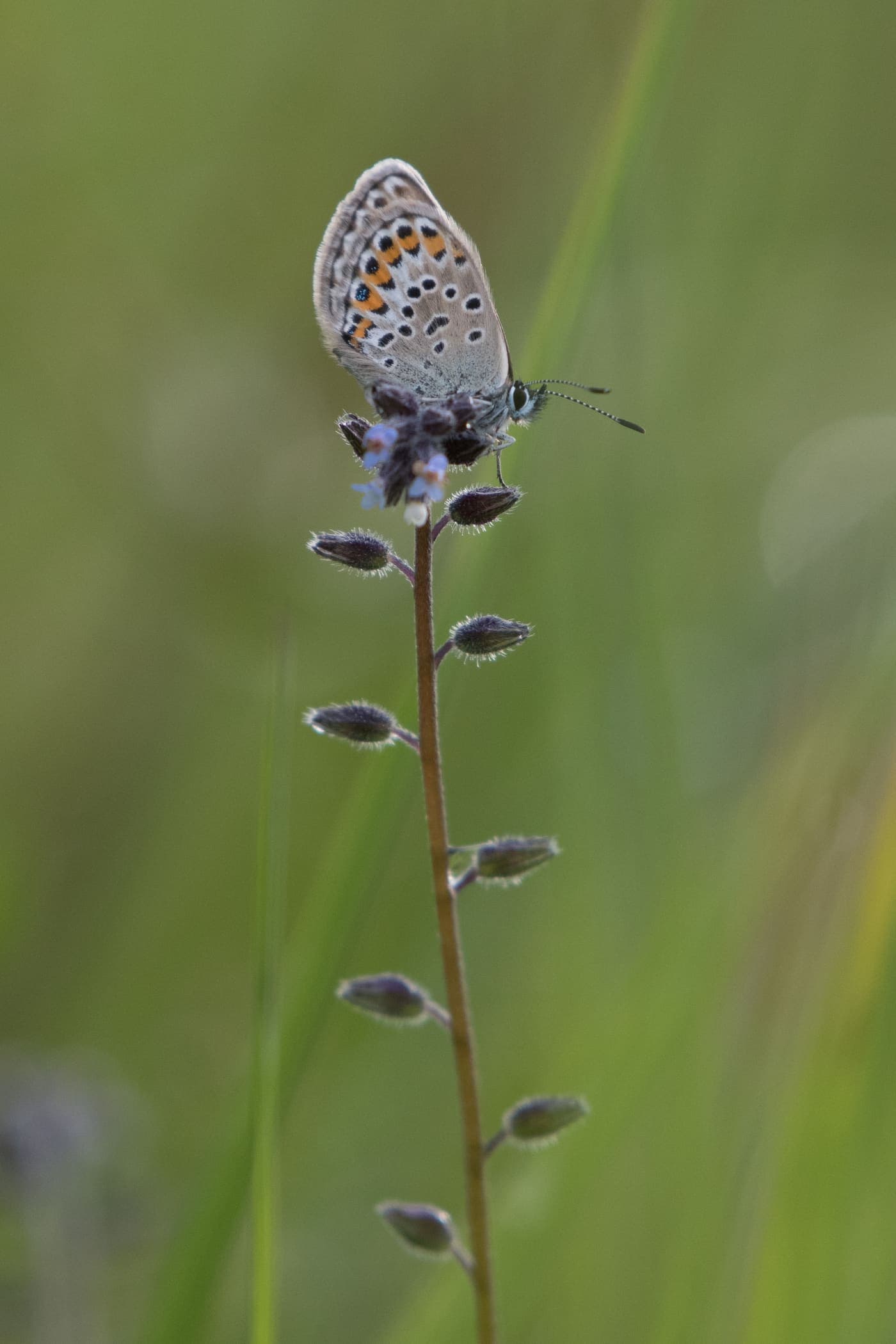 Papillon azuré