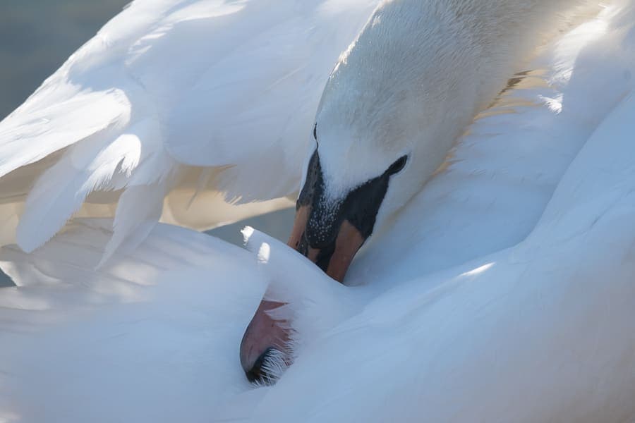 Cygne