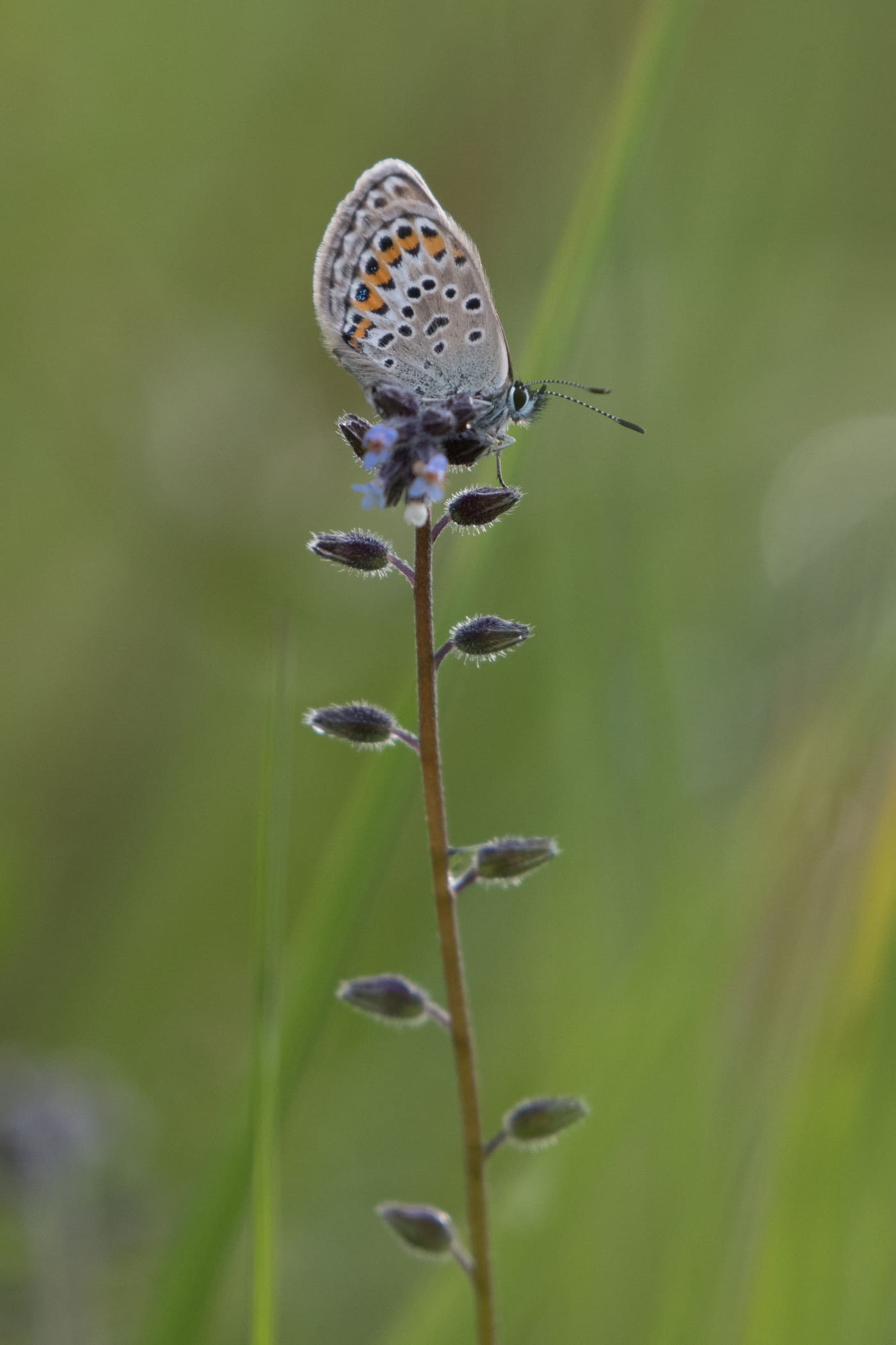 Papillon azuré de l’ajonc