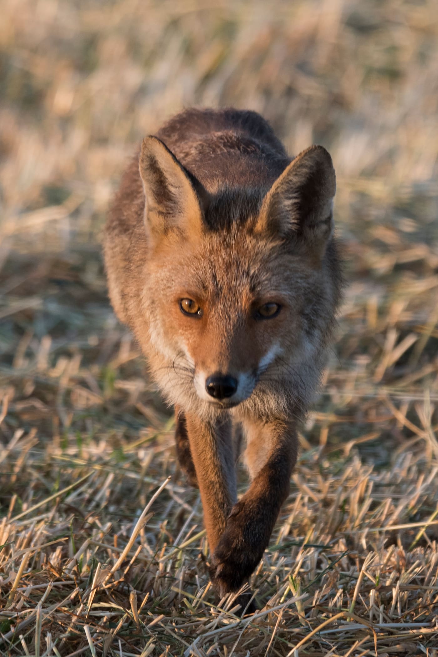 Renard roux en approche