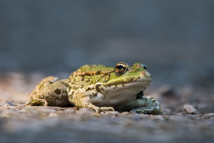Grenouille verte