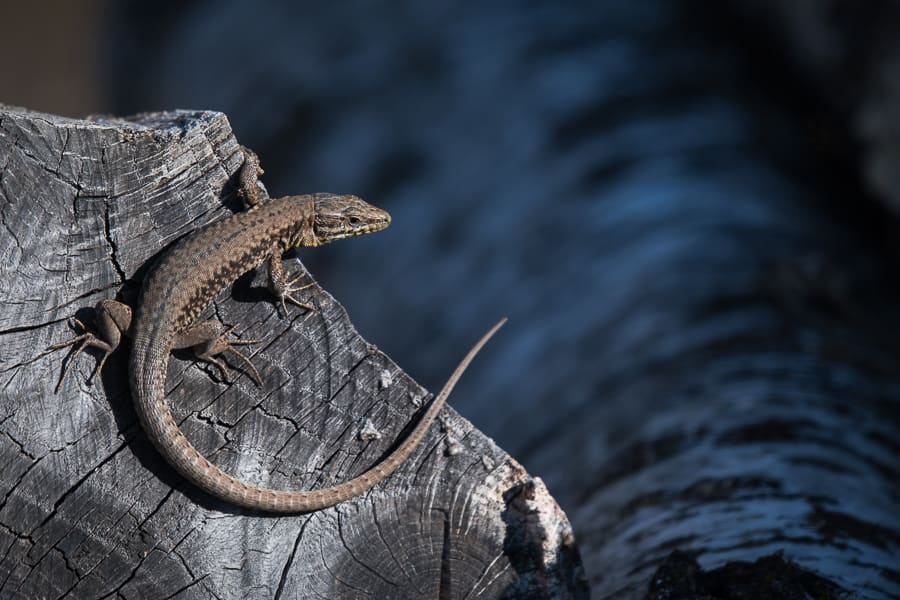 Lézard sur un tronc